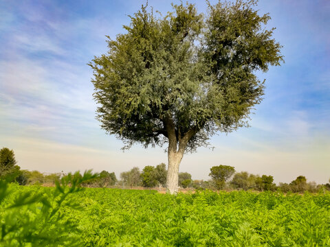 Prosopis Cineraria (Khejari) tree in the young carrots crop field
