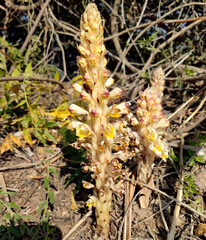 Flowering Cistanche Tubulosa plant, wild flowering Fox Radish plant, close up view