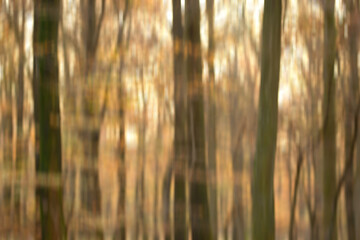 Blurry, environment and trees of forest in autumn, season and travel in woods of countryside or...