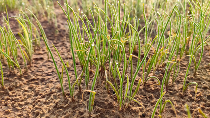 Onion crop seedlings, onion seedling field