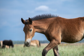 A thoroughbred horse grazes in a farmer's field.