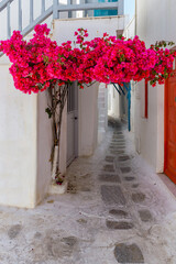 Traditional Cycladitic alley with a narrow street with a full blooming bougainvillea in Mykonos...