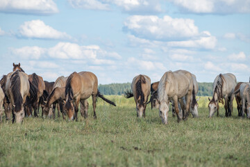 A thoroughbred horse grazes in a farmer's field.