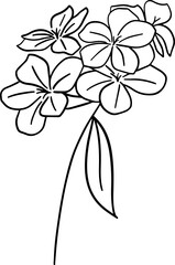 Hand drawn plumbago auriculata flower