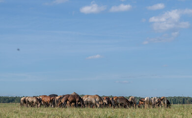 A thoroughbred horse grazes in a farmer's field.