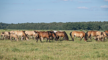 Fototapeta premium A thoroughbred horse grazes in a farmer's field.