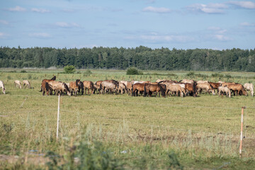 A thoroughbred horse grazes in a farmer's field.