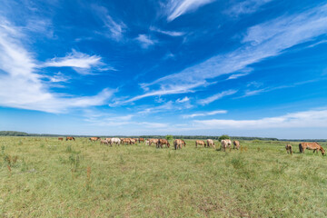 A thoroughbred horse grazes in a farmer's field.