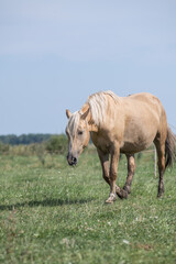 Fototapeta premium A thoroughbred horse grazes in a farmer's field.