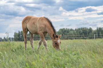 A thoroughbred horse grazes in a farmer's field.
