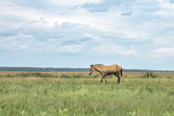 A thoroughbred horse grazes in a farmer's field.