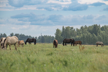 Fototapeta premium A thoroughbred horse grazes in a farmer's field.