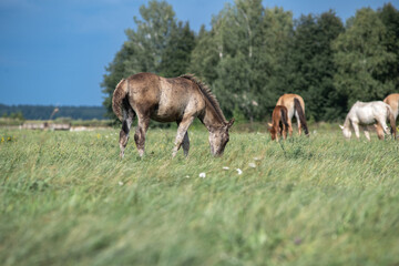 Naklejka premium A thoroughbred horse grazes in a farmer's field.