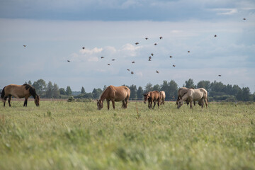 A thoroughbred horse grazes in a farmer's field.