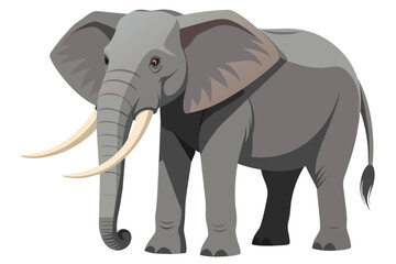 Obraz premium A large gray elephant isolated on a white background