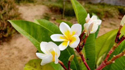 Fototapeta premium Plumeria Obtusa flowers, the Singapore Graveyard flowers close up view