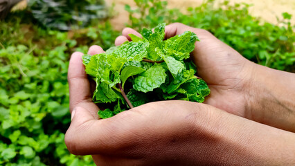 Green mint leaves in hands, close up view