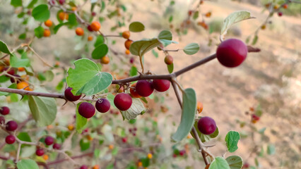Obraz premium Ripped Ziziphus Nummularia fruits on the bush branches, wild jujube fruits