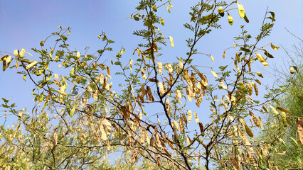 Senegalia Senegal tree branches and dry pods, Kumatiya tree branches with blue sky