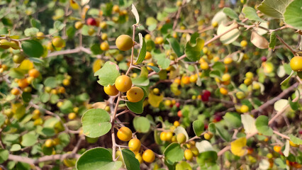 Ripped Ziziphus Nummularia fruits on the bush branches, wild jujube fruits