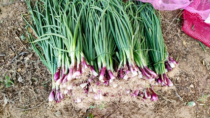 Green onion harvesting, green onions vegetable