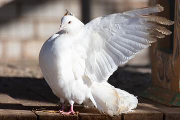 Portrait of a white dove on a farm