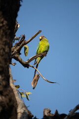 A female plum-headed parakeet perched on a tree branch and feeding on paddy seeds in the paddy fields on the outskirts of Shivamooga, Karnataka