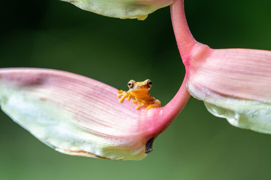 Dendropsophus ebraccatus, also known as the hourglass treefrog or pantless treefrog