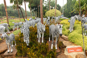 Zebras in a tropical park in Thailand