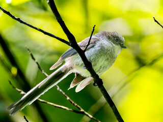 木の枝にとまるエナガ