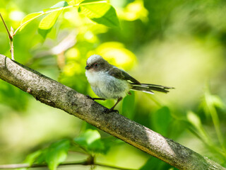 木の枝にとまるエナガ