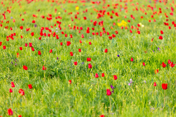 Field with red tulips in the steppe in spring as a background