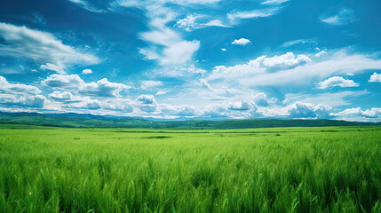 Green Field under Blue Skies: Bright Meadows