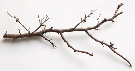 Obraz premium The image shows a twig with some branches and foliage, which resembles a small piece of wood or a branch from a tree. 