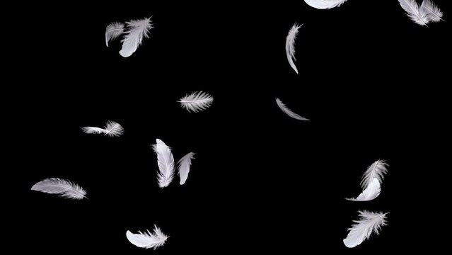 透明の背景に回転落下する沢山の白い羽。空中浮遊
する美しい3Dの羽