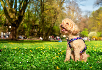 A yellow toy poodle sits on a green lawn against a park background. The dog barks. The dog has a leash and harness from Waudog. Lviv, April 7, 2024. The photo is horizontal and blurred.