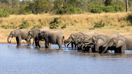 a breeding herd of African elephants at the waterhole