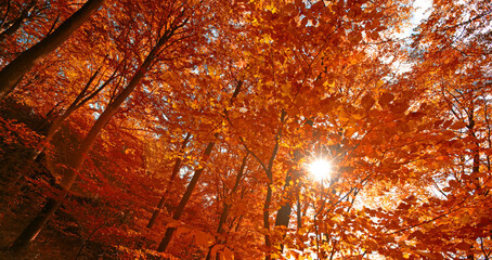 Autumn, bottom and nature trees in woodlands, environment and outdoor forest with orange foliage in...
