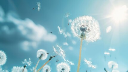 Obraz premium Delicate dandelion seeds dancing in the breeze against a bright spring sky