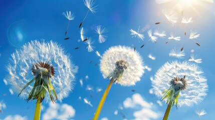 Delicate dandelion seeds dancing in the breeze against a bright spring sky