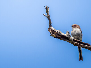 木の枝にとまるエナガ