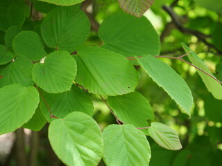 トサミズキの葉