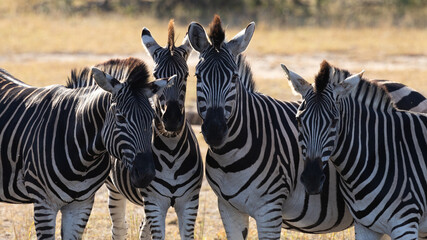 a herd of zebras in golden light