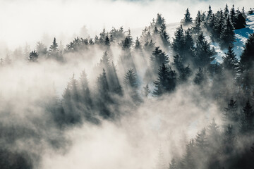 Misty landscape with fir forest. alpine landscape with snowy trees. Adventure winter sport. Low...