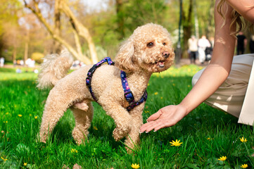 Toy poodle dog stands sideways in the park. The dog puts its paw in the owner's hands. The dog is...