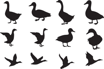 Duck and seagull in various poses. Silhouettes of wild and domestic duck. High quality images for designing poster, banner or flyer and kids video games.