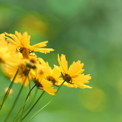 Nature background with spring flowers. Selective and soft focus. Close up.