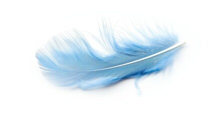 Delicate light blue feather isolated on a white background