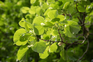 Green spring background with blooming linden branches with young bright green leaves
