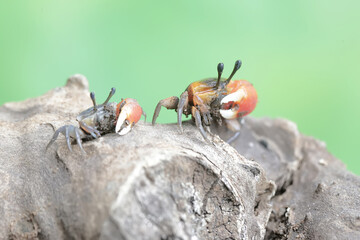 Two fiddler crabs are hunting for prey in dry wood drifting in the currents of coastal estuaries....
